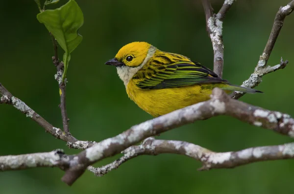 Image Perched Silver Throated Tanager Tangara Icterocephala Photo Taken Boquete — 스톡 사진