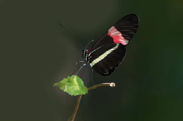 Image Red Postman Red Passion Flower Heliconius Erato Butterfly Shown — Stockfoto