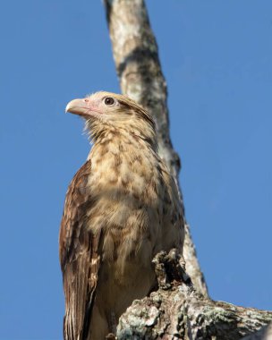 Sarı başlı Caracara, Milvago Chiriqui, Batı Panama 'da çekilmiş.. 