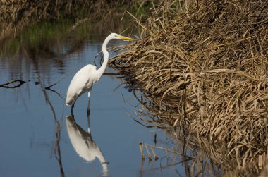 Akbalıkçıl bataklıkta görünür..