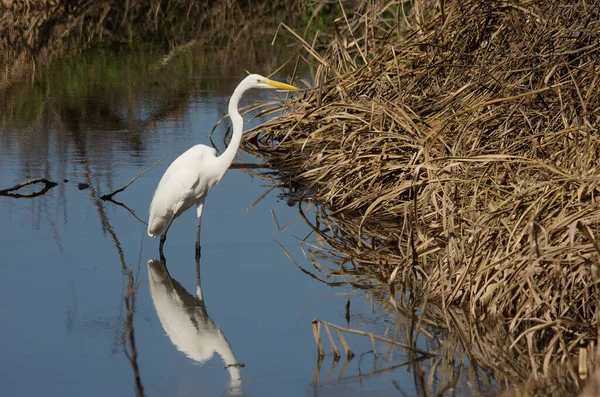 Akbalıkçıl bataklıkta görünür..