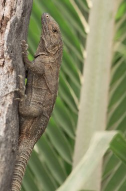Genç siyah bir iguananın resmi, Ctenosaura simetrisi, Chiriqui, Panama 'da gösterilen bir palmiye ağacına tırmanıyor..