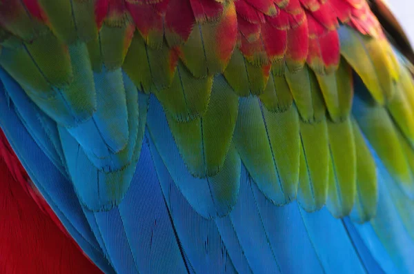 Hermosas Plumas Guacamayo Multicolores Sobre Fondo Blanco —  Fotos de Stock