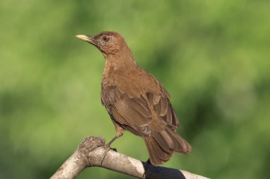 Daldaki erkek bir karatavuğun yakın plan fotoğrafı.
