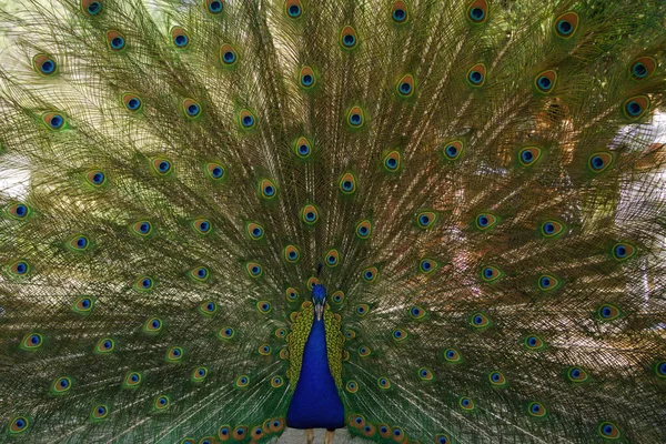 Indian Peacock Shown Fanning Its Feathers While Two People Watch — Stock Photo, Image