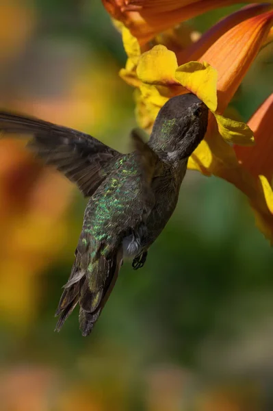 Obraz Zielony Koliber Pokazany Karmienie Żółty Kwiat Trąbki Podobny — Zdjęcie stockowe
