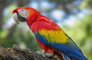 Panama 'da gösterilen Scarlet Macaw, Ara Macaw portresi. Bu tür Honduras 'ın ulusal kuşudur..
