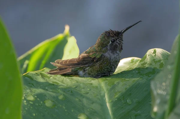 Young Male Anna Hummingbird Shown Taking Bath Wet Leaves — 스톡 사진