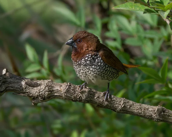 Image Scaly Breasted Munia Shown Arcadia Southern California — Stock fotografie