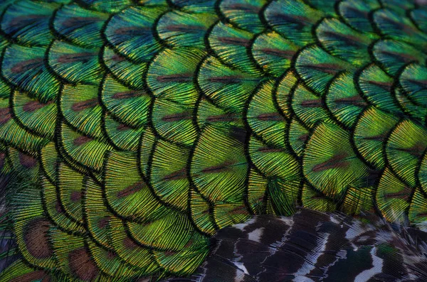 Image Peacock Feathers Showing Yellow Green Blue Tones — Foto Stock