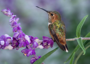 Female Allen's hummingbird shown perched on Mexican sage plant.
