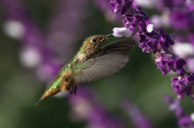 Image of a female Allen's hummingbird shown feeding on Mexican sage flowers.