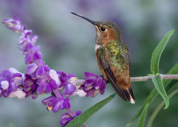 Female Allen's hummingbird shown perched on Mexican sage plant.