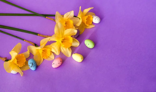 자줏빛 배경에는 무늬가 과노란 수선화가 부활절의 요소이다 달걀이 문자를 — 스톡 사진
