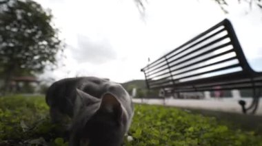 Evsiz, neşeli, gri-beyaz bir kedi, parktaki bankların arasındaki yeşil çimlerde neşeyle koşuyor. Evsiz hayvanlar konsepti.