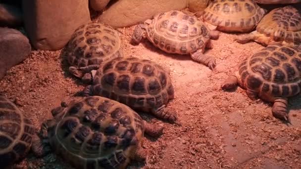 Gros Plan Sur Une Tortue Groupe Tortues Sauvages Dans Zoo — Video