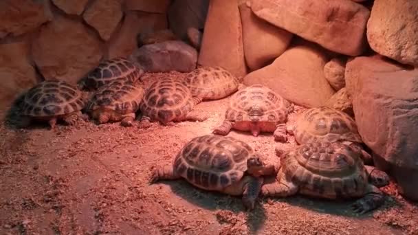 Gros Plan Sur Une Tortue Groupe Tortues Sauvages Dans Zoo — Video