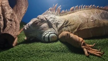 4 bin. Yeşil iguana (iguana Iguana) Büyük otçul kertenkele, büyük, güzel bir kertenkelenin kafasının yakın plan profili. Amerikan iguanası, egzotik bir sürüngen..