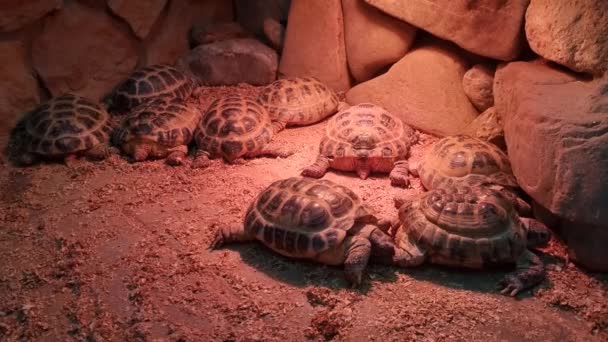 Gros Plan Sur Une Tortue Groupe Tortues Sauvages Dans Zoo — Video