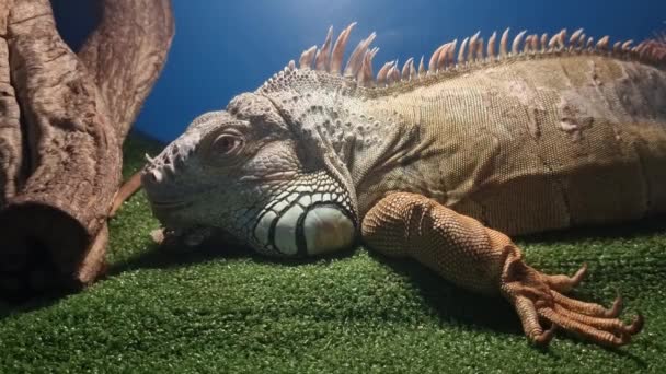绿鬣蜥 Iguana Iguana 大型食草性蜥蜴的头部特写 是一种美丽的大型蜥蜴 美洲鬣蜥 一种奇异的爬行动物 — 图库视频影像