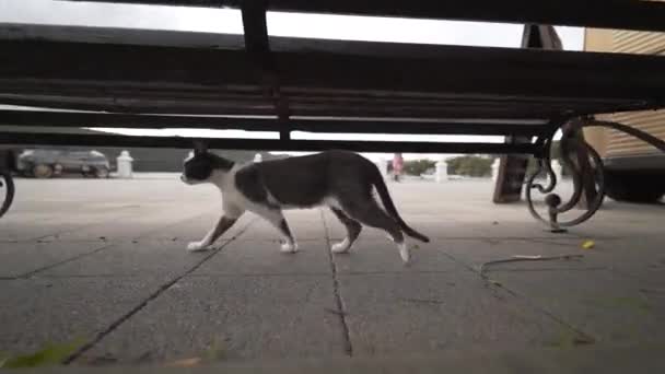 Eine Obdachlose Fröhliche Grau Weiße Katze Läuft Spielerisch Auf Dem — Stockvideo