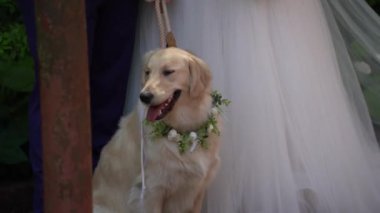 Mutlu portre, şirin labrador, güzel köpek kameraya bak, köpek soyu dostu, ev hayvanı sarı neşe, altın neşe veren aşk beyazı. Düğün..