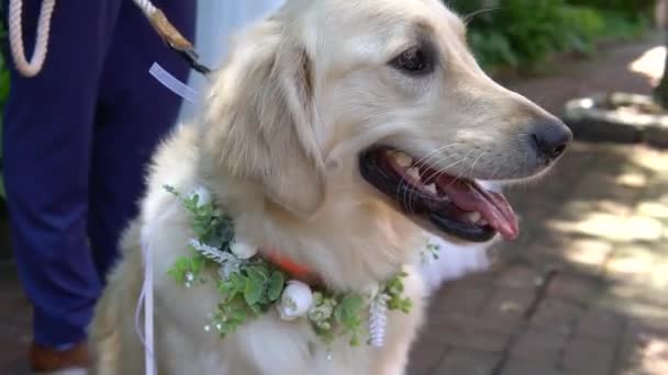 Glückliches Porträt Niedlicher Labrador Schöner Hundeblick Die Kamera Sitzender Hundestammbaum — Stockvideo