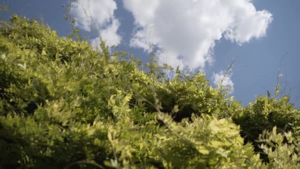 Biljetter Vilda Hantverksmässiga Klätterväxter Mot Himlen Bladen Svingar Rörelse Vinden — Stockvideo