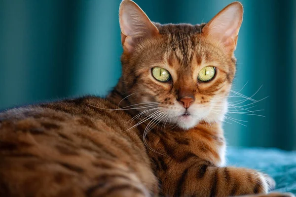 Portré bengáli macska belenéz a kamerába — Stock Fotó