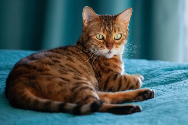 Portrait de chat bengale regarde dans la caméra — Photo