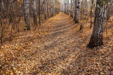 Sonbahar mevsiminin altın rengi huş ağaçları patikası. Yüksek kalite fotoğraf