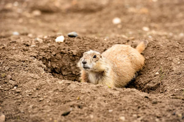Güney Dakota, Badlands Ulusal Parkı 'ndaki Çayır Köpeği Kasabası' nı kapatın. Küçük kemirgen, yırtıcılara göz kulak oluyor. Koloniyi uyarıyor.