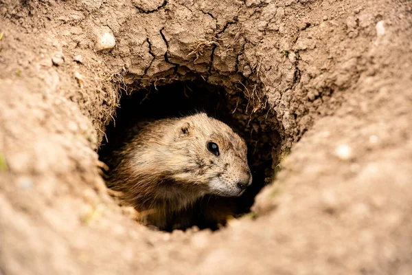Close up Prairie Dog peeking out of burrow hole in Badlands National Park, South Dakota, small rodent on guard looking out for predators, colony watcher, grassland wildlife, wild animal