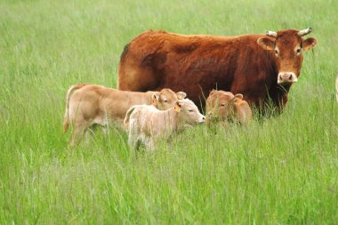Çiftlik sahne inek ve genç calfcows ile