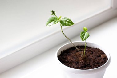 hibiscus sapling in pot on white  background
