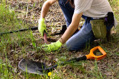 a man in gloves is looking for a treasure in the ground with the help of a pinpointer in the spring forest. shovel in front