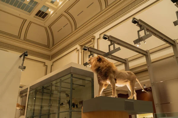 Lion replika montera i Smithsonian — Stockfoto