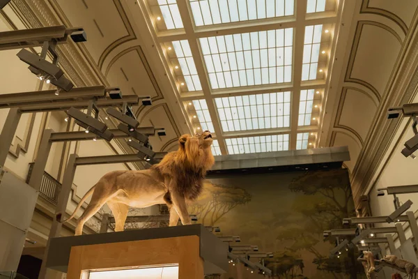 Montagem de réplica de leão em Smithsonian — Fotografia de Stock