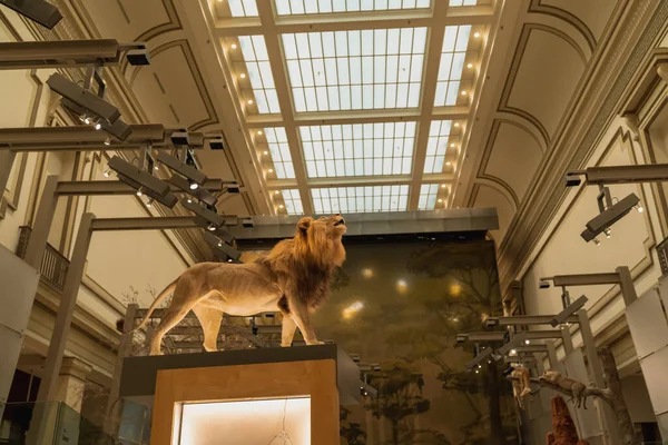 Montagem de réplica de leão em Smithsonian — Fotografia de Stock