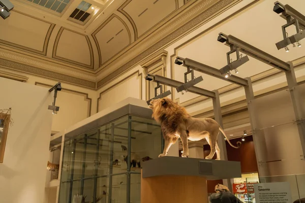 Montagem de réplica de leão em Smithsonian — Fotografia de Stock