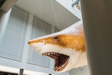 Smithsonian dilinde Megalodon Shark taklidi