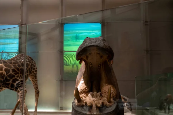 Hippo replica mount in Smithsonian — Stock Photo, Image