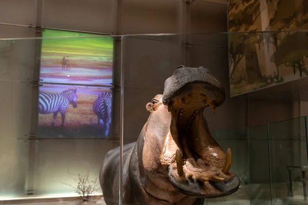 Hippo réplica montagem em Smithsonian — Fotografia de Stock