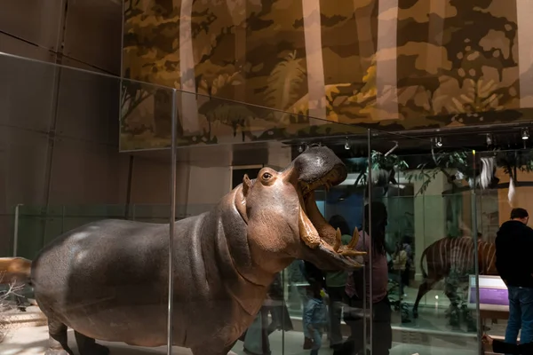 Hippo réplica montagem em Smithsonian — Fotografia de Stock