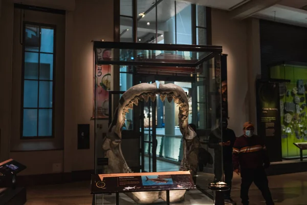 Megalodon Tubarão mandíbula réplica montagem em Smithsonian — Fotografia de Stock