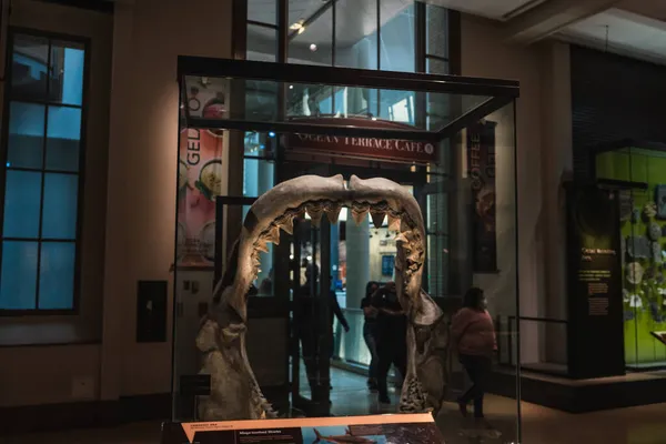 Montaż repliki Megalodon Shark Jaw w Smithsonian — Zdjęcie stockowe