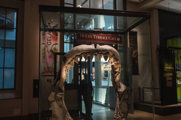 Megalodon Tubarão mandíbula réplica montagem em Smithsonian — Fotografia de Stock