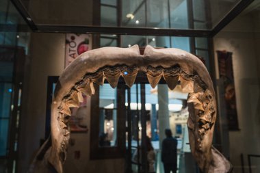 Smithsonian dilinde Megalodon Köpekbalığı Çenesi kopya montajı