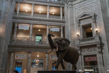 Smithsonian dilinde fil taklidi.