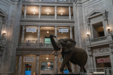 Smithsonian dilinde fil taklidi.